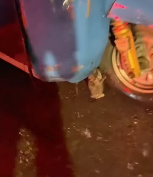 H0804012_Saved strange looking kitten #animals #kitty