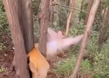 H0804014_trap baby monkey rescue#foryoupage #tik tok nepal