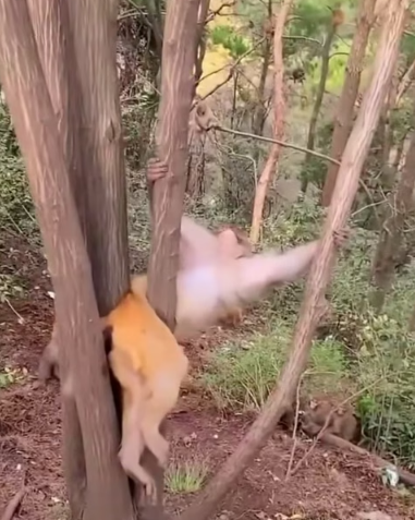 H0804014_trap baby monkey rescue#foryoupage #tik tok nepal