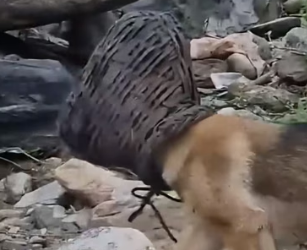 H0804015_Rescue mother dog her head stuck in fishi