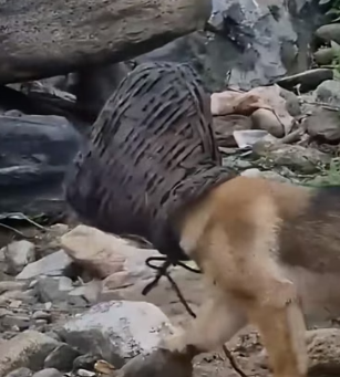 H0804015_Rescue mother dog her head stuck in fishi