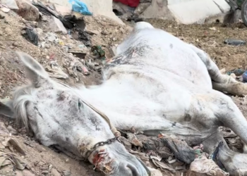 H3003001_#rescue #foryoupage #aninals #help #love #alisafar