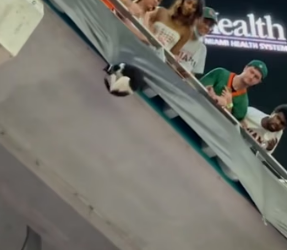 H0804016_Kitty, saved by American flag! #cat#catsoft