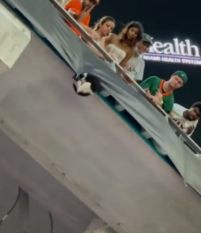 H0804016_Kitty, saved by American flag! #cat#catsoft