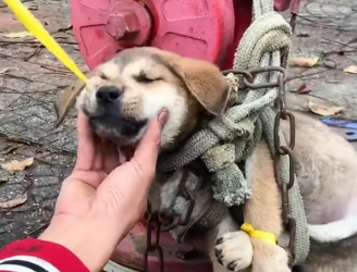 H0804017_man successfully saved dying dog abandoned on