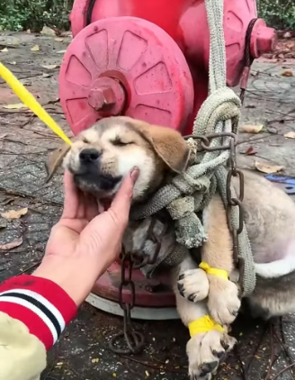 H0804017_man successfully saved dying dog abandoned on