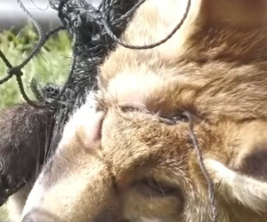 H0804018_Rescue silly fox trapped in net #animals #resc