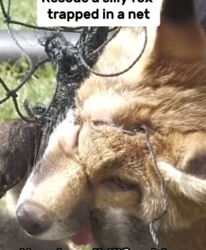 H0804018_Rescue silly fox trapped in net #animals #resc