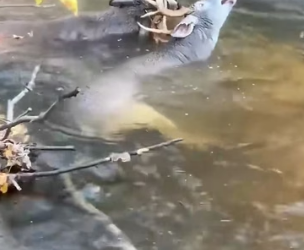 H0804019_Deer antlers locked together freed by good Sa