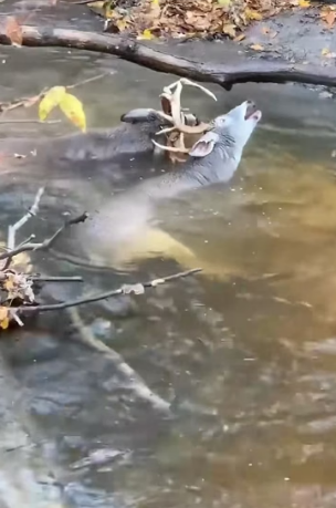 H0804019_Deer antlers locked together freed by good Sa