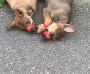 H0804020_Two poor puppies were abandoned by their owner on