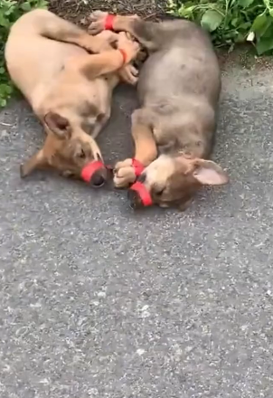 H0804020_Two poor puppies were abandoned by their owner on