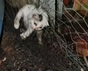 H0804021_rescued stray kitten was trappedin fish