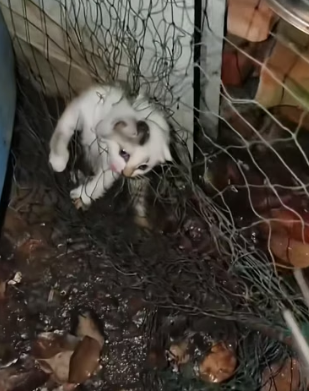 H0804021_rescued stray kitten was trappedin fish