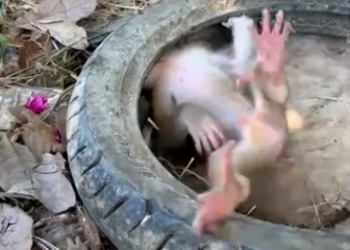 H0804023_Curious Monkey Gets Stuck! #RespectNature #Wil