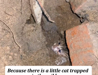 H0804025_brave little dog savd trapped kitten #tiktok