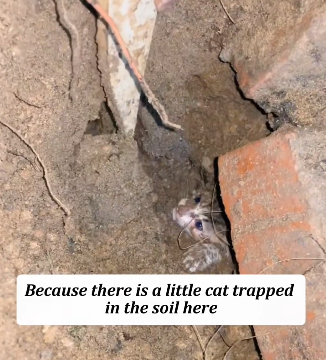 H0804025_brave little dog savd trapped kitten #tiktok