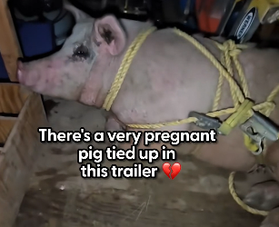 H0804026_What her rescuers did to mend her heart is everyth