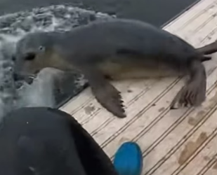 H0804027_Fisherman Saves Trapped Seal Family #love #resc