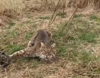 H0804028_Man rescues poor bobcat trap #animals #animal