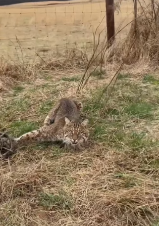 H0804028_Man rescues poor bobcat trap #animals #animal