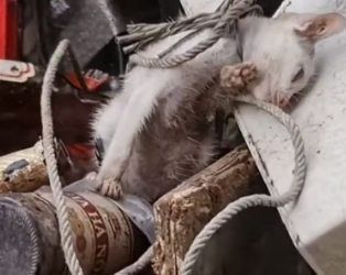 H0804029_Cat stuck around neck was luckily saved #animal #r