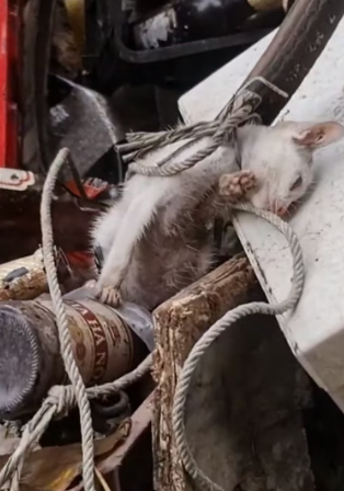 H0804029_Cat stuck around neck was luckily saved #animal #r