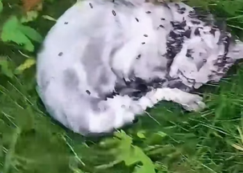 H0804030_The kitten was injured by a bad guy and lay on the roadside surrounded by flies. #cats #animalrescue