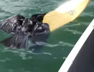 H0204003_Rescue Crow #animals #rescueanimals #rescue #f