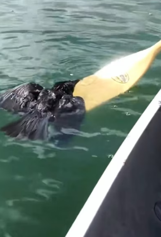 H0204003_Rescue Crow #animals #rescueanimals #rescue #f