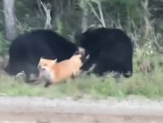 H0204006_Those Bears Weren