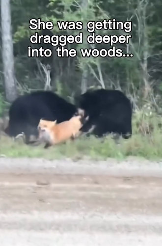 H0204006_Those Bears Weren