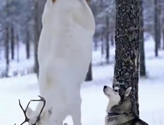 H0204008_White Reindeer Miracle Rescue on Snow Hil