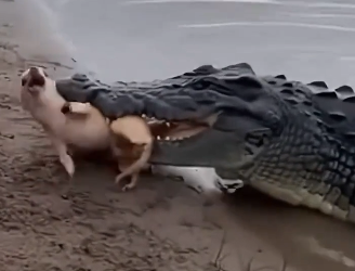 H0204009_Miracle Rescue by Two Unlikely Heroes! #chihua