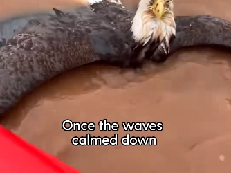 H0204010_Rescue Eagle Please leave your wished him