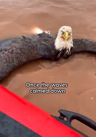 H0204010_Rescue Eagle Please leave your wished him