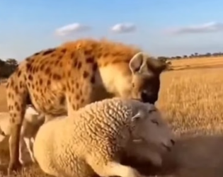 H0304001_Camel is a camel.