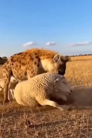 H0304001_Camel is a camel.