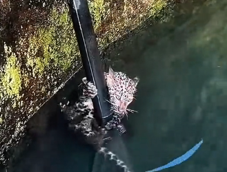 H0304002_Jatuh ke Sumur, Macan Tutul Ini Menemukan