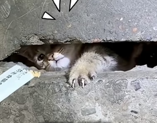 H0304004_Kucing INI TERJEBAK BULAN DI GORONG GORONG #shor