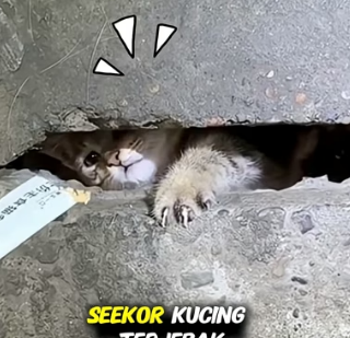 H0304004_Kucing INI TERJEBAK BULAN DI GORONG GORONG #shor