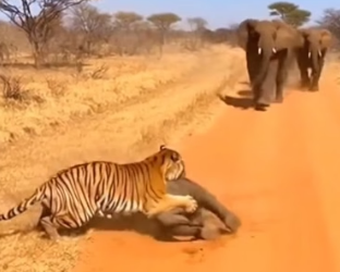 H0304005_How did elephant save its baby tiger