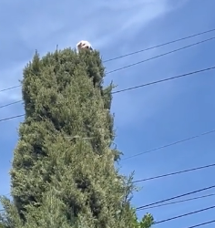 H0304009_Dog rescued treetops