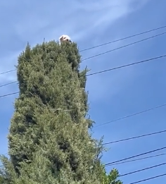 H0304009_Dog rescued treetops