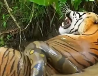 H0304010_#monkeylove #animal Animal Das