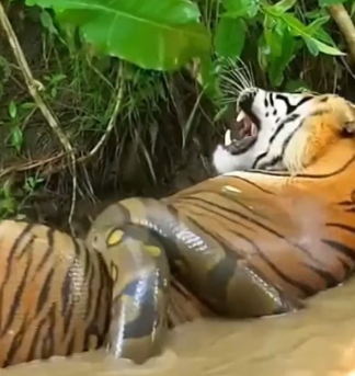 H0304010_#monkeylove #animal Animal Das