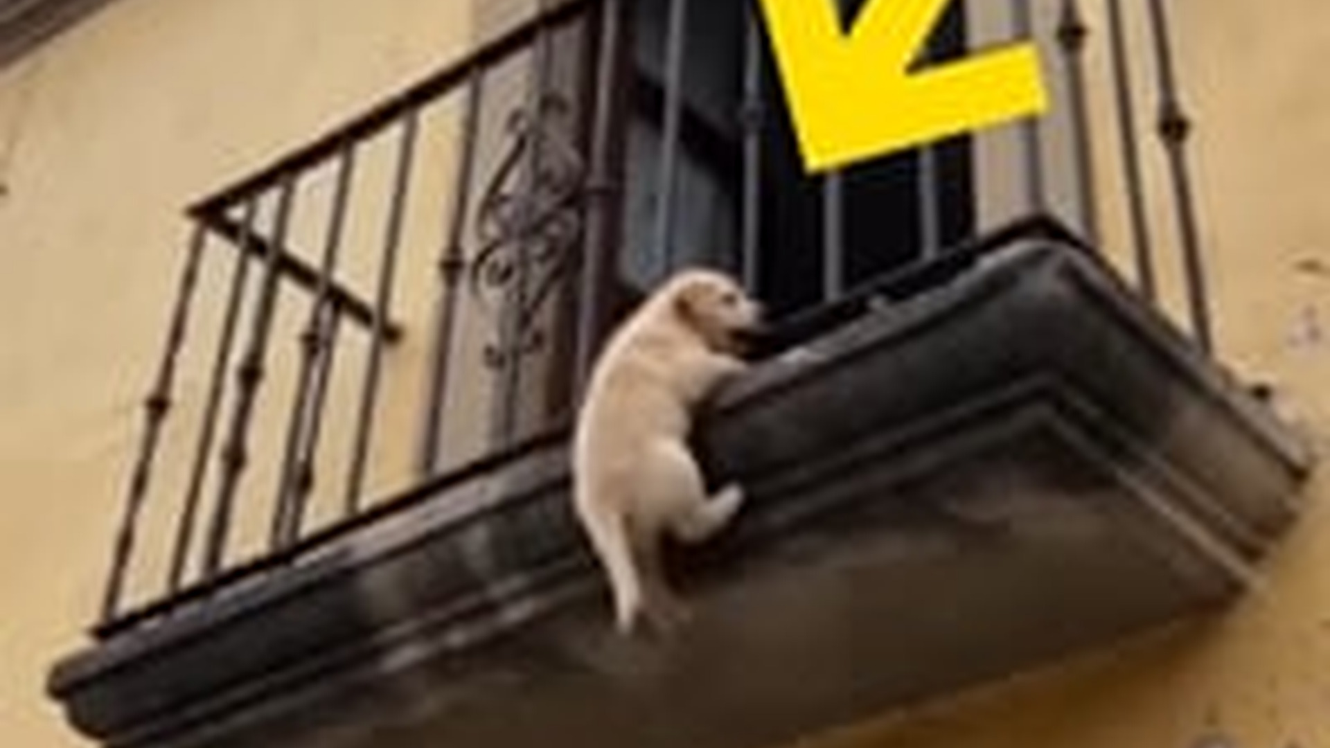 H0505011_Cómo Supo Este Perro Que Esa Camioneta Podía Salvar al Cachorro