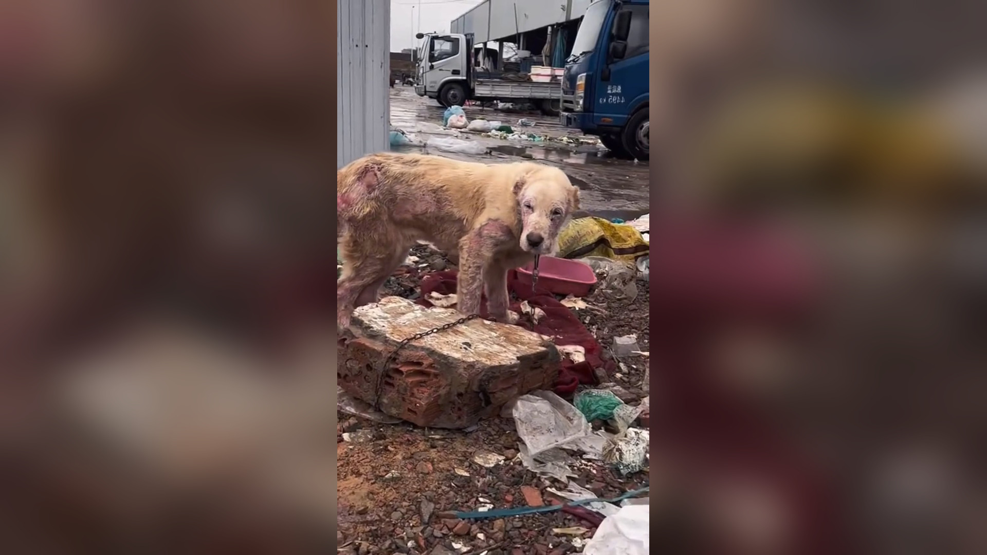 H2605027_These poor dogs really need a small house#poordog #dog #dogvideos #poordogvideo #poor