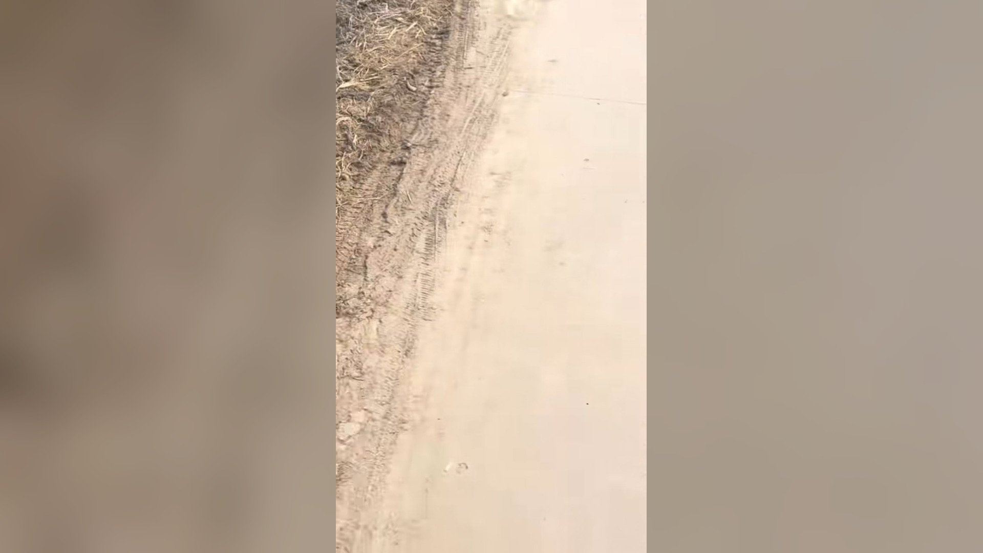 H2605026_#dogsoftiktok #dogpoor #dogs #dogvideos