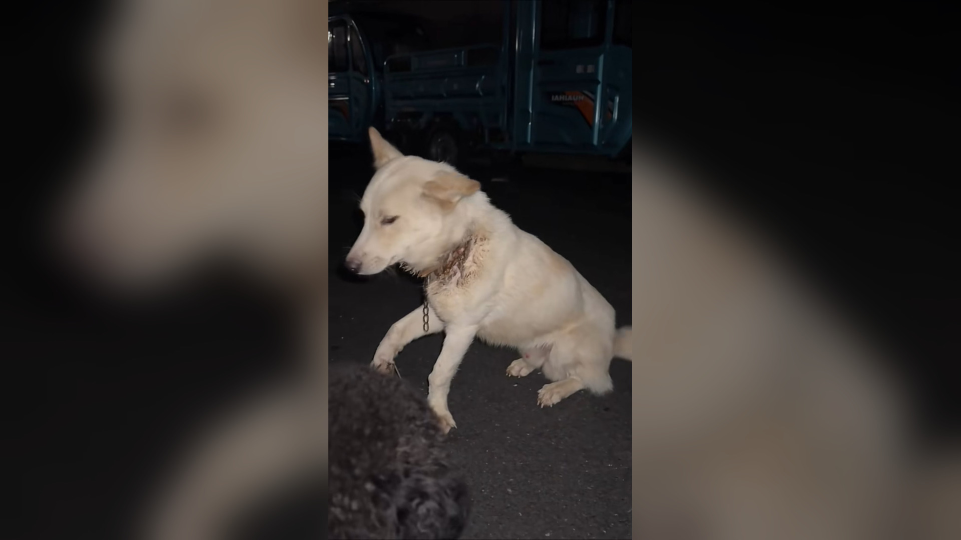 H2605025_#dogvideos #dogsoftiktok #dogs